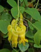 Dicentra scandens