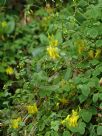 Dicentra scandens