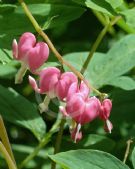 Lamprocapnos spectabilis