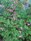 Lamprocapnos spectabilis