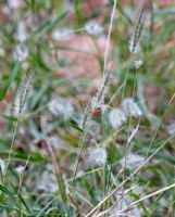 Dichanthium sericeum