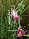 Dierama igneum