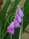 Dierama pulcherrimum