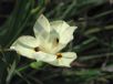 Dietes bicolor