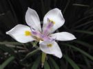 Dietes iridioides