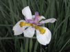 Dietes iridioides