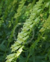 Digitalis lutea