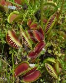 Dionaea muscipula