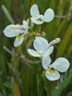 Diplarrena moraea