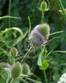 Dipsacus fullonum