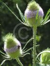 Dipsacus fullonum