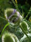 Dipsacus fullonum