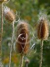 Dipsacus fullonum