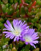 Disphyma crassifolium clavellatum