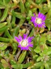 Disphyma crassifolium clavellatum