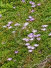 Disphyma crassifolium clavellatum