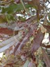 Dodonaea viscosa Purpurea