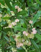 Dodonaea viscosa