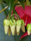 Dombeya cacuminum