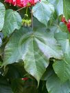 Dombeya cacuminum