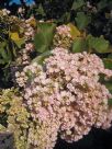 Dombeya rotundifolia