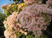 Dombeya rotundifolia