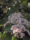 Dombeya rotundifolia