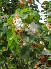 Dombeya tiliacea