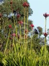 Doryanthes excelsa