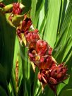 Doryanthes palmeri