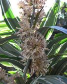 Dracaena fragrans Warneckei