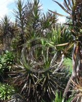 Dracaena marginata Black Knight