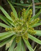 Dracaena marginata