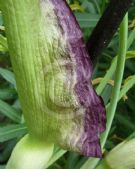 Dracunculus vulgaris