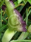 Dracunculus vulgaris