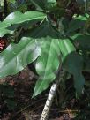 Dracunculus vulgaris