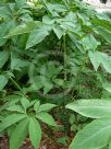 Dracunculus vulgaris