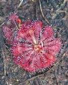 Drosera spatulata