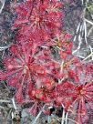 Drosera spatulata