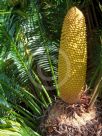 Cycas revoluta