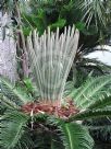 Cycas revoluta