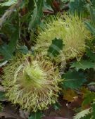 Dryandra quercifolia