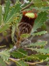 Dryandra quercifolia