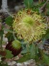 Dryandra quercifolia