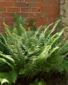 Dryopteris affinis