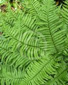 Dryopteris filix-mas