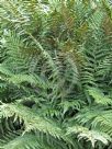 Dryopteris filix-mas