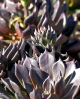 Echeveria Black Prince