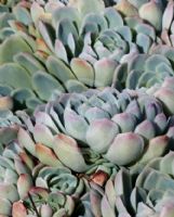 Echeveria elegans