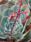 Echeveria Imbricata